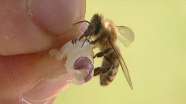 Finger mit Biene | Bild: BR