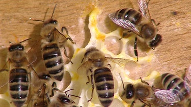 Bienen in der Wabe | Bild: BR