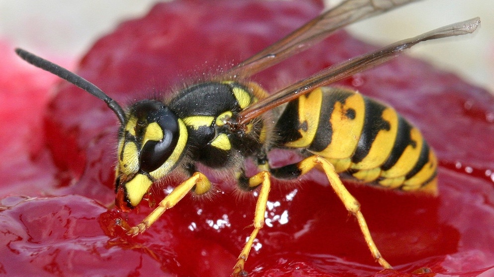 Eine Wespe inmitten von Marmelade | Bild: picture-alliance/dpa