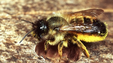 Die Mauerbiene | Bild: picture-alliance/dpa