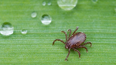 Zecken können Krankheiten übertragen.Beim Menschen beispielsweise Borrelien, die eine Lyme-Borreliose verursachen.  | Bild: picture alliance / ZB | Patrick Pleul