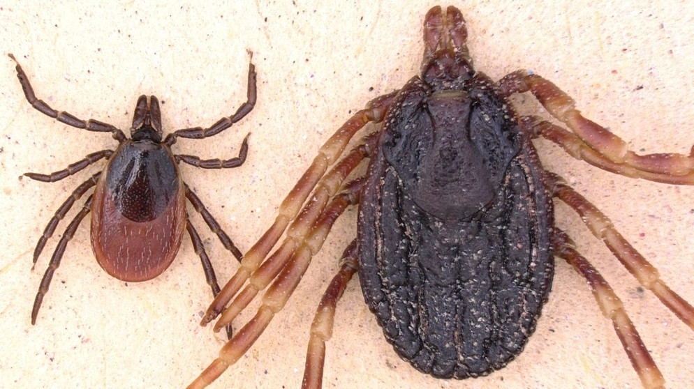 Der gemeine Holzbock (Ixodes ricinus, links) im Vergleich zur wesentlich größeren Zecke der Gattung Hyalomma (rechts). Die Riesen-Zecke wird bis zu zwei Zentimeter groß. | Bild: Lidia Chitimia-Dobler