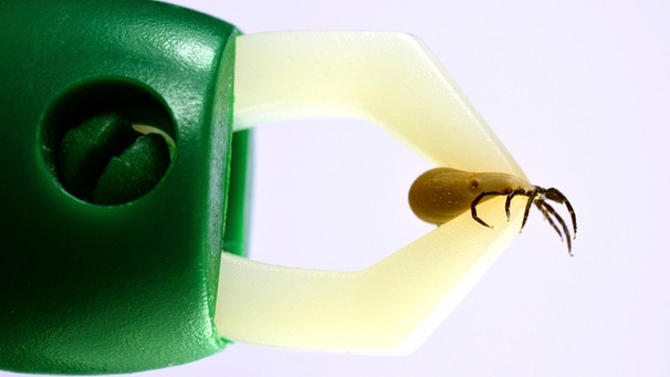 Wie man eine Zecke mit Zeckenzange entfernt. | Bild: picture alliance / imageBROKER / Mario Hösel