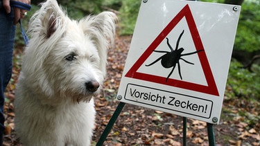 Hund neben einem Zecken-Warnschild | Bild: picture-alliance/dpa