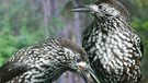 Tannenhäher ist auch ein Rabenvogel - hier zwei Exemplare auf einen Ast. | Bild: picture-alliance/dpa