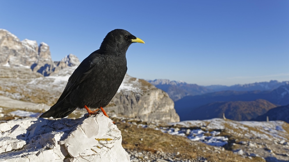 Alpendohle in den Dolomiten, sie gehört zu den Rabenvögeln. | Bild: picture-alliance/dpa