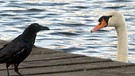 Krähe versus Schwan, die Krähe ist ein Rabenvogel. | Bild: picture-alliance/dpa