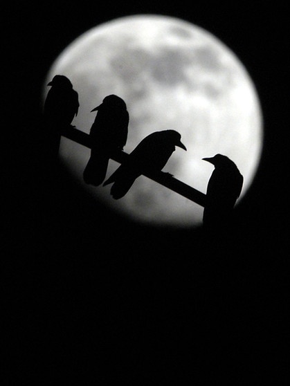 Krähen vor dem Vollmond, die Vögel gehören zu den Rabenvogeln. | Bild: picture-alliance/dpa
