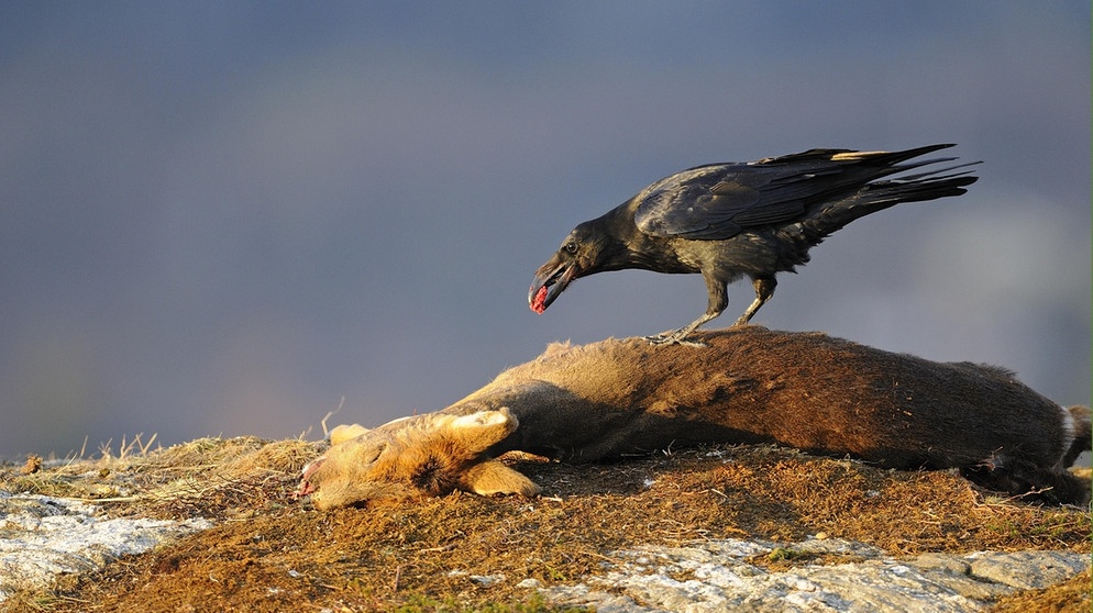 Krähe frisst an einem Rehkadaver, Krähen gehören zu den Rabenvögeln. | Bild: picture-alliance/dpa