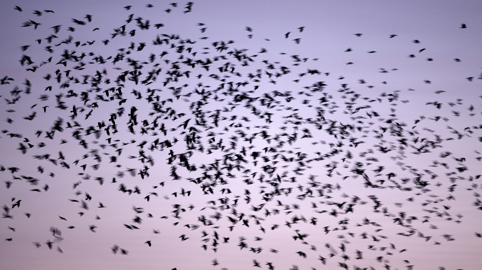 Krähenschwarm im Winter, Krähen gehören zu den Rabenvögeln | Bild: picture-alliance/dpa