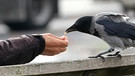 Krähe auf der Parkbank wird gefüttert. Krähen gehören zu den Rabenvögeln. | Bild: picture-alliance/dpa