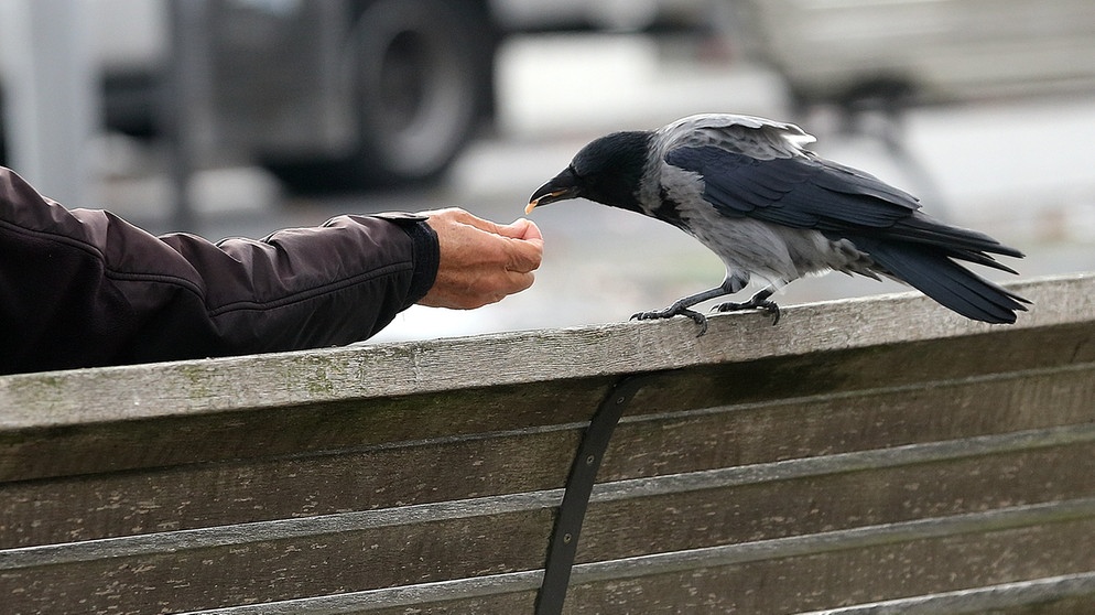 Krähe auf der Parkbank wird gefüttert. Krähen gehören zu den Rabenvögeln. | Bild: picture-alliance/dpa
