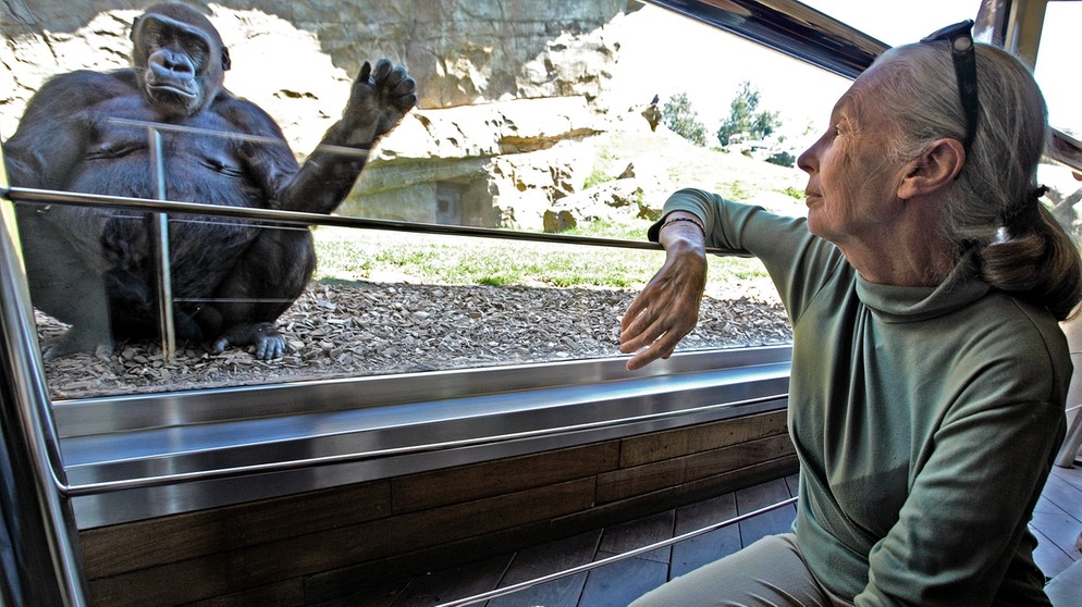 Jane Goodall mit einem Schimpansen im Bioparc in Valencia, 2012 | Bild: picture-alliance/dpa