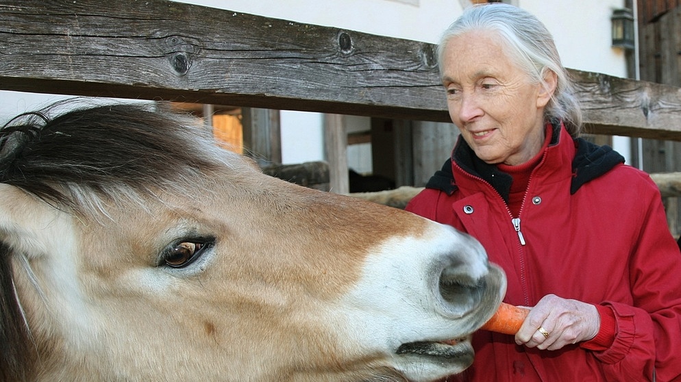 Jane Gordall füttert ein Pferd auf Gut Aiderbichl in Salzburg, 2008 | Bild: picture-alliance/dpa