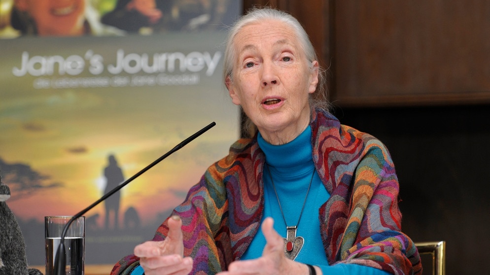 Jane Goodall bei einer Pressekonferenz in München, 2010 | Bild: picture-alliance/dpa