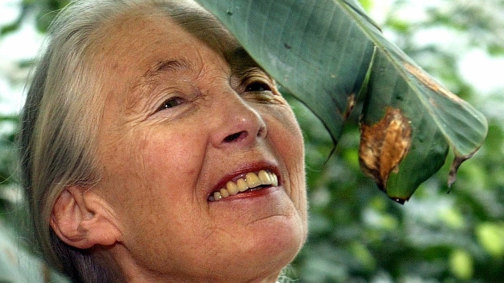 Schimpansen-Forscherin: Jane Goodall in Wien, 2003 | Bild: picture-alliance/dpa