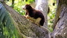 Ein Känguru, das nicht hüpfen kann: das Baumkänguru, hier in Neuguinea. | Bild: picture alliance / Arco Images GmbH/ TUNS