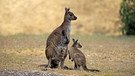 Känguru mit Jungtier in Australien | Bild: picture alliance / Arco Images GmbH/ TUNS