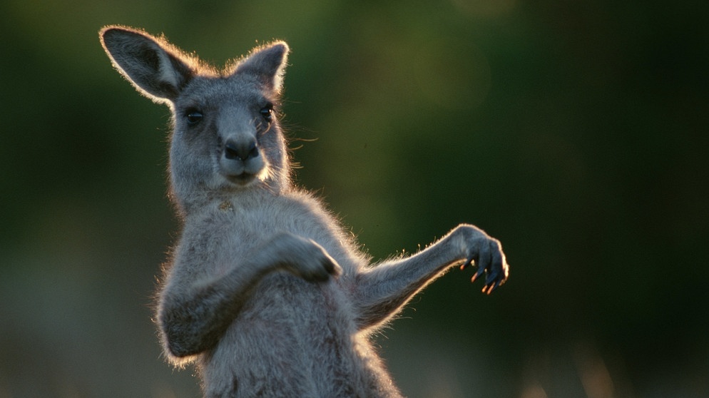 Känguru in Australien | Bild: picture-alliance/dpa