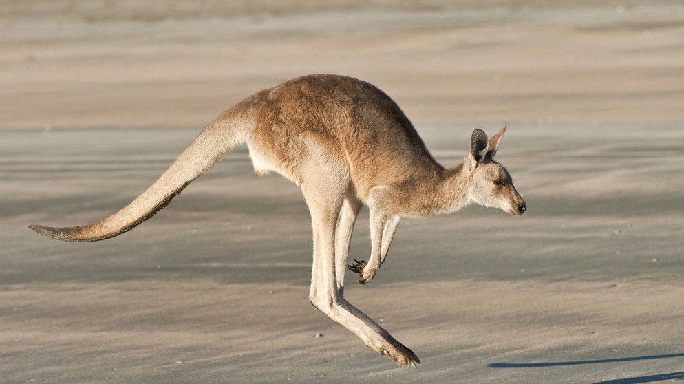 Australiens Wappentier: Kängurus - geliebt, gehasst, gejagt | Tiere ...