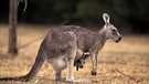 Känguru mit Känguru-Baby im Beutel | Bild: picture-alliance/dpa