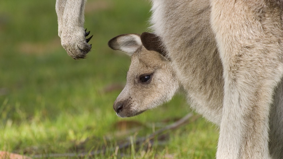 Känguru mit Jungtier im Beutel | Bild: picture-alliance/dpa