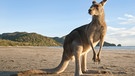 Känguru in Australien | Bild: picture-alliance/dpa