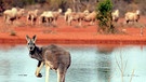 Känguru vor einer Schafherde in Australien | Bild: picture-alliance/dpa