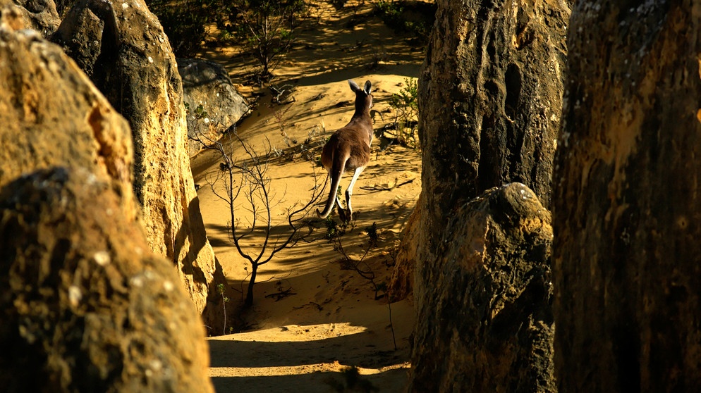 Kängurus waren früher auf allen Kontinenten zu Haus. Mittlerweile leben sie nur noch in Australien und auf den vorgelagerten Inseln. IM Bild: Känguru in einem Nationalpark in Australien. | Bild: picture-alliance/dpa