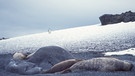 Weddell-Robben und ein Pinguin | Bild: picture-alliance/dpa
