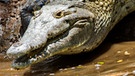 Krokodil schleicht sich ins Wasser | Bild: mauritius-images/Stefan Sassenrath