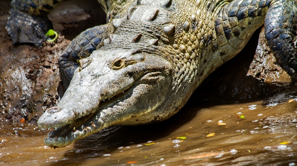 Krokodil schleicht sich ins Wasser | Bild: mauritius-images/Stefan Sassenrath