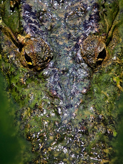Krokodil im Wasser | Bild: colourbox.com