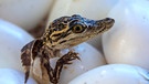 Krokodil-Junge schlüpfen aus Eiern | Bild: colourbox.com