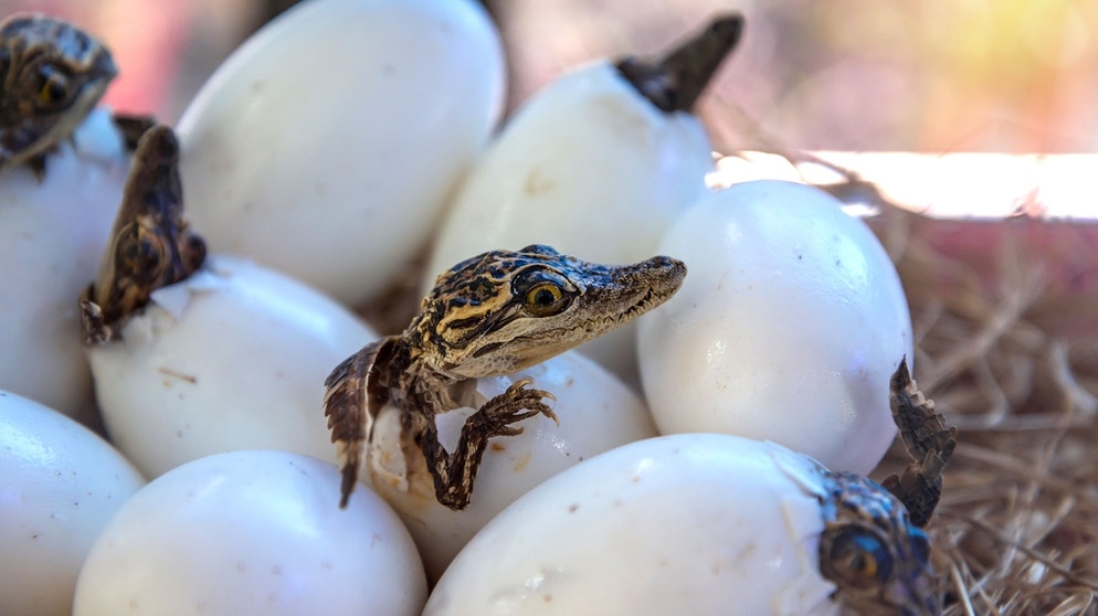 Krokodil-Junge schlüpfen aus Eiern | Bild: colourbox.com
