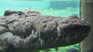 Nilkrokodil | Bild: mauritius-images/Ronald Wittek