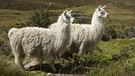 Zwei Lamas in Ecuador (lama glama) - keine Alpakas | Bild: picture alliance/All Canada Photos