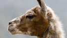 Geflecktes Lama (lama glama) - kein Alpaka | Bild: picture alliance/Anka Agency International