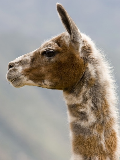 Geflecktes Lama. Lamas und Alpakas gehören zur Familie der Kamele und sind in den Anden in Südamerika heimisch. Im Vergleich zu Lamas sind Alpakas kleiner, leichter und haben einen rundlichen statt eckigen Körperbau. Hier erfahrt ihr mehr über die Kamele. | Bild: picture alliance/Anka Agency International