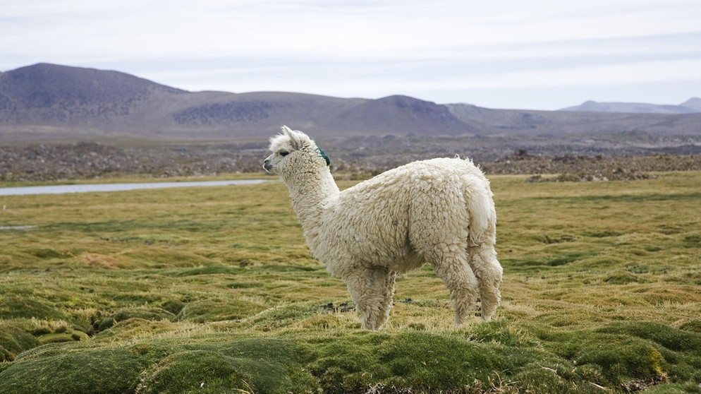 Alpaka (vicugna pacos) in Chile. Lamas und Alpakas gehören zur Familie der Kamele und sind in den Anden in Südamerika heimisch. Im Vergleich zu Lamas sind Alpakas kleiner, leichter und haben einen rundlichen statt eckigen Körperbau. Hier erfahrt ihr mehr über die Kamele. | Bild: picture alliance / Photoshot