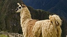 Lama in Machu Picchu, Peru. Lamas und Alpakas gehören zur Familie der Kamele und sind in den Anden in Südamerika heimisch. Im Vergleich zu Lamas sind Alpakas kleiner, leichter und haben einen rundlichen statt eckigen Körperbau. Hier erfahrt ihr mehr. | Bild: picture alliance/Anka Agency International