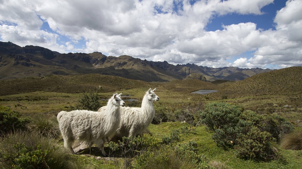 Zwei Lamas auf einer Wiese. Lamas und Alpakas gehören zur Familie der Kamele und sind in den Anden in Südamerika heimisch. Im Vergleich zu Lamas sind Alpakas kleiner, leichter und haben einen rundlichen statt eckigen Körperbau. Hier erfahrt ihr mehr. | Bild: picture alliance/All Canada Photos