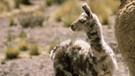 Lama mit Jungtier. Lamas und Alpakas gehören zur Familie der Kamele und sind in den Anden in Südamerika heimisch. Im Vergleich zu Lamas sind Alpakas kleiner, leichter und haben einen rundlichen statt eckigen Körperbau. Hier erfahrt ihr mehr. | Bild: picture alliance / blickwinkel