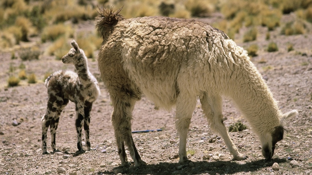 Lama mit Jungtier. Lamas und Alpakas gehören zur Familie der Kamele und sind in den Anden in Südamerika heimisch. Im Vergleich zu Lamas sind Alpakas kleiner, leichter und haben einen rundlichen statt eckigen Körperbau. Hier erfahrt ihr mehr. | Bild: picture alliance / blickwinkel