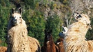 Lama-Herde. Lamas und Alpakas gehören zur Familie der Kamele und sind in den Anden in Südamerika heimisch. Im Vergleich zu Lamas sind Alpakas kleiner, leichter und haben einen rundlichen statt eckigen Körperbau. Hier erfahrt ihr mehr über die Kamele. | Bild: picture alliance / blickwinkel