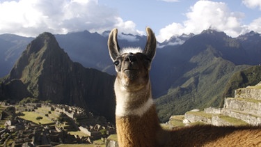 Lama am Machu Picchu, Peru. Lamas und Alpakas gehören zur Familie der Kamele und sind in den Anden in Südamerika heimisch. Im Vergleich zu Lamas sind Alpakas kleiner, leichter und haben einen rundlichen statt eckigen Körperbau. Hier erfahrt ihr mehr über die Kamele. | Bild: picture alliance / Photoshot