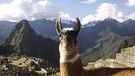 Lama am Machu Picchu, Peru. Lamas und Alpakas gehören zur Familie der Kamele und sind in den Anden in Südamerika heimisch. Im Vergleich zu Lamas sind Alpakas kleiner, leichter und haben einen rundlichen statt eckigen Körperbau. Hier erfahrt ihr mehr über die Kamele. | Bild: picture alliance / Photoshot