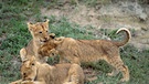 Junge-Löwen in der Serengeti | Bild: picture-alliance/dpa