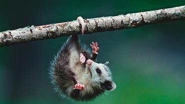 Opossom hängt mit seinem Schwanz an einem Ast. | Bild: picture-alliance/dpa