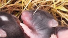 Wurf junger Mäuse | Bild: colourbox.com